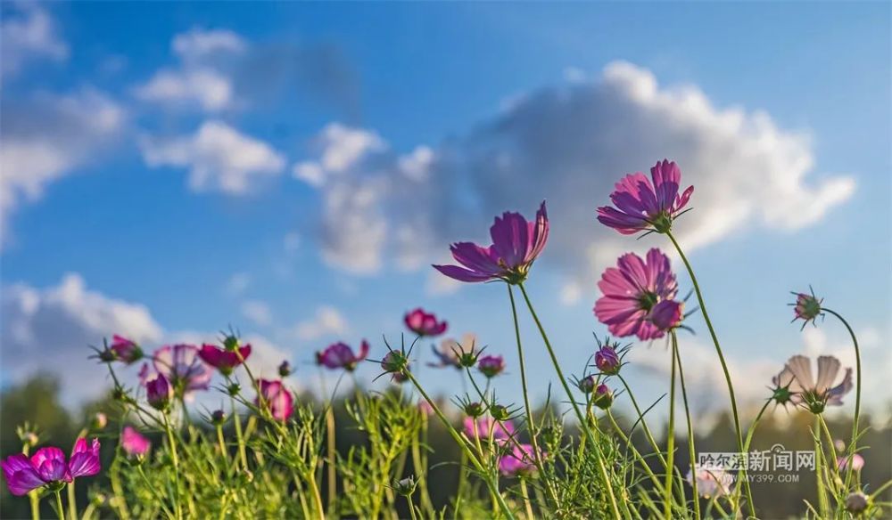 这一片格桑花海盛开,赏花正当时