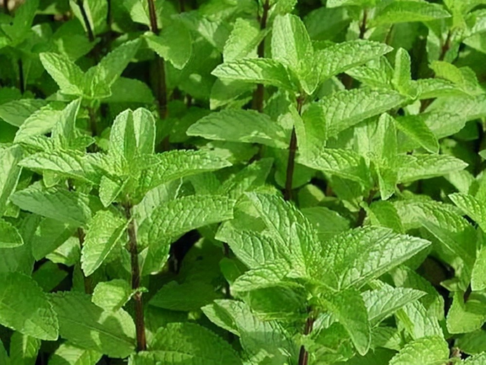 心仪自然认识野菜野薄荷