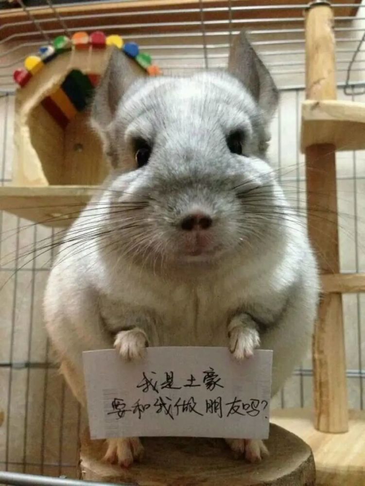 宠物龙猫甚至不需要打疫苗,驱虫也只需做体内驱虫.