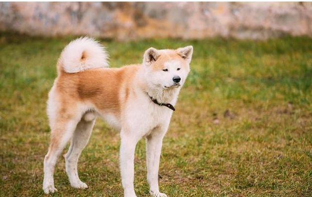 却很少有人养,除了贵之外还有这些原因|猎犬|日本|哈士奇|秋田犬|狗狗