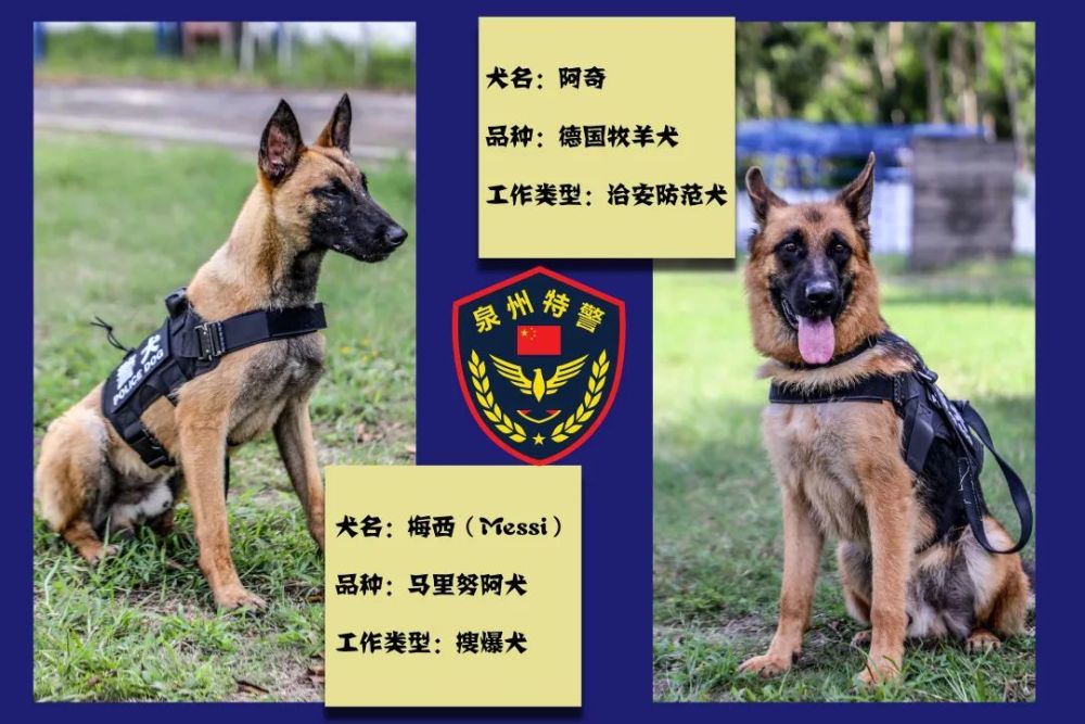 一起来look  look 我们警犬队的演练视频吧点击边框调出视频工具条