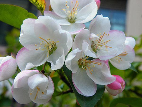 心理测试:选一枝海棠花,测你今生是穷命还是富命?