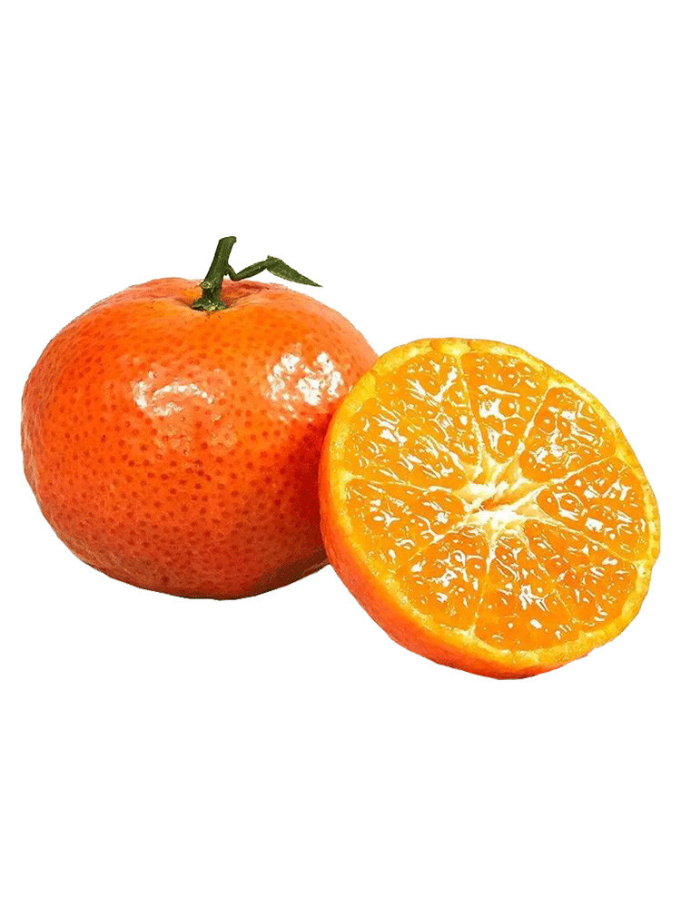 金秋砂糖橘在湘南地区的引种表现及栽培技术要点