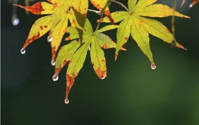 一场秋雨一场"寒"