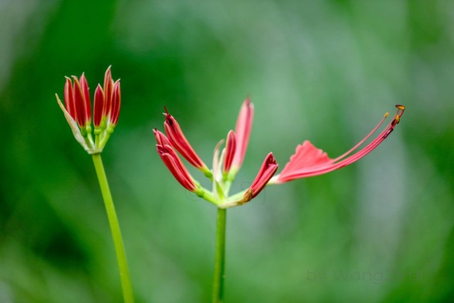 彼岸花:花叶不相见,球根有剧毒