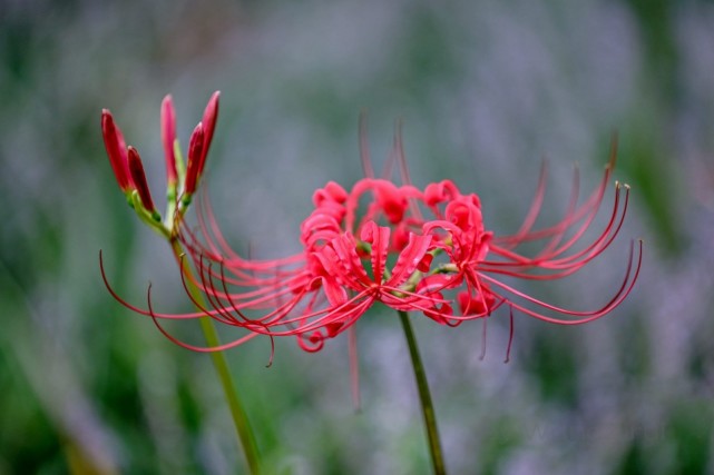 彼岸花:花叶不相见,球根有剧毒