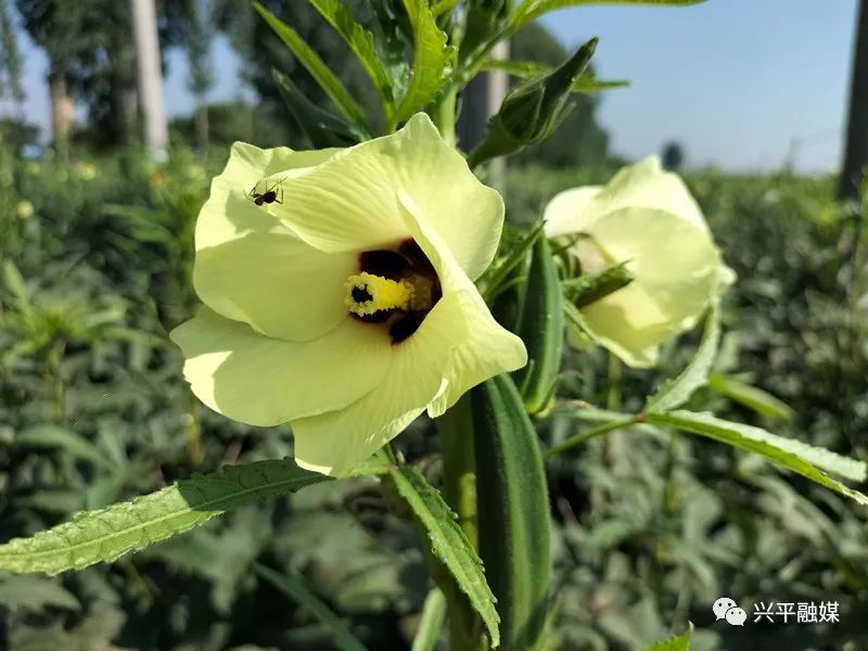 【兴平融媒】兴平东城:朵朵秋葵花 开出致富路