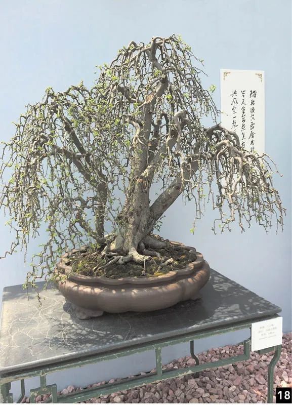 修炼盆景捷径:赏38道盆景佳作,有目标,才是正"道!