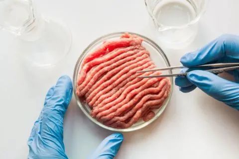 1个肌肉干细胞可培育成数万亿个肌细胞,这些细胞逐渐成长为有黏性的