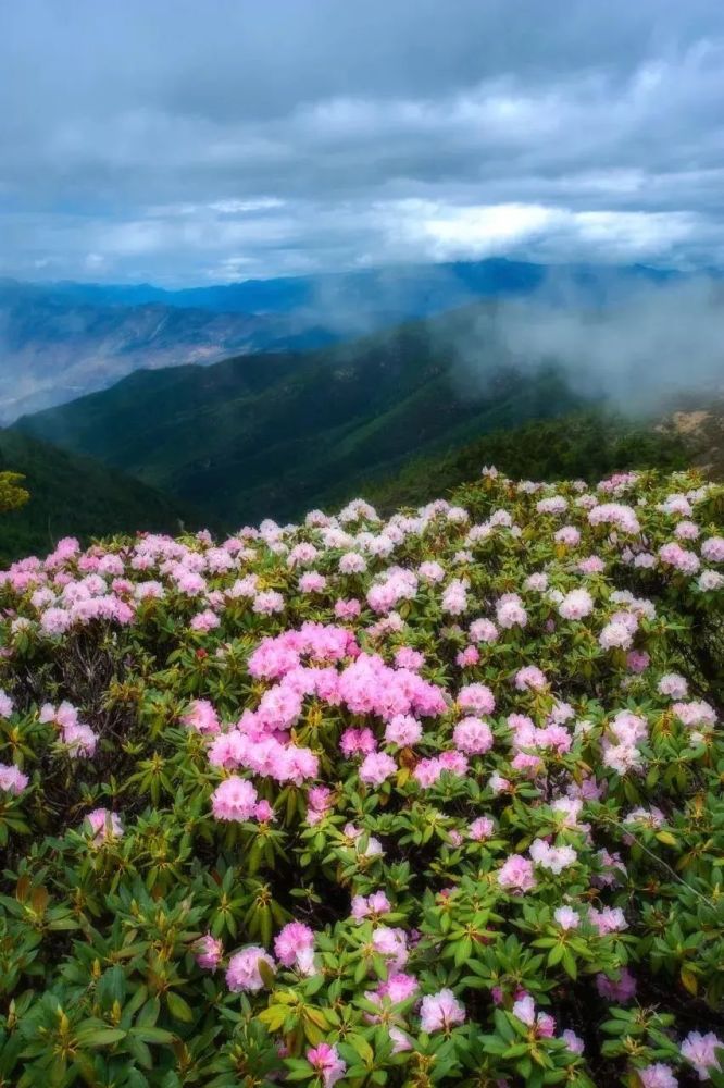 【雪山杜鹃花】 玉龙雪山 白马雪山杜鹃 梅里雪山 中甸杜鹃 普达措