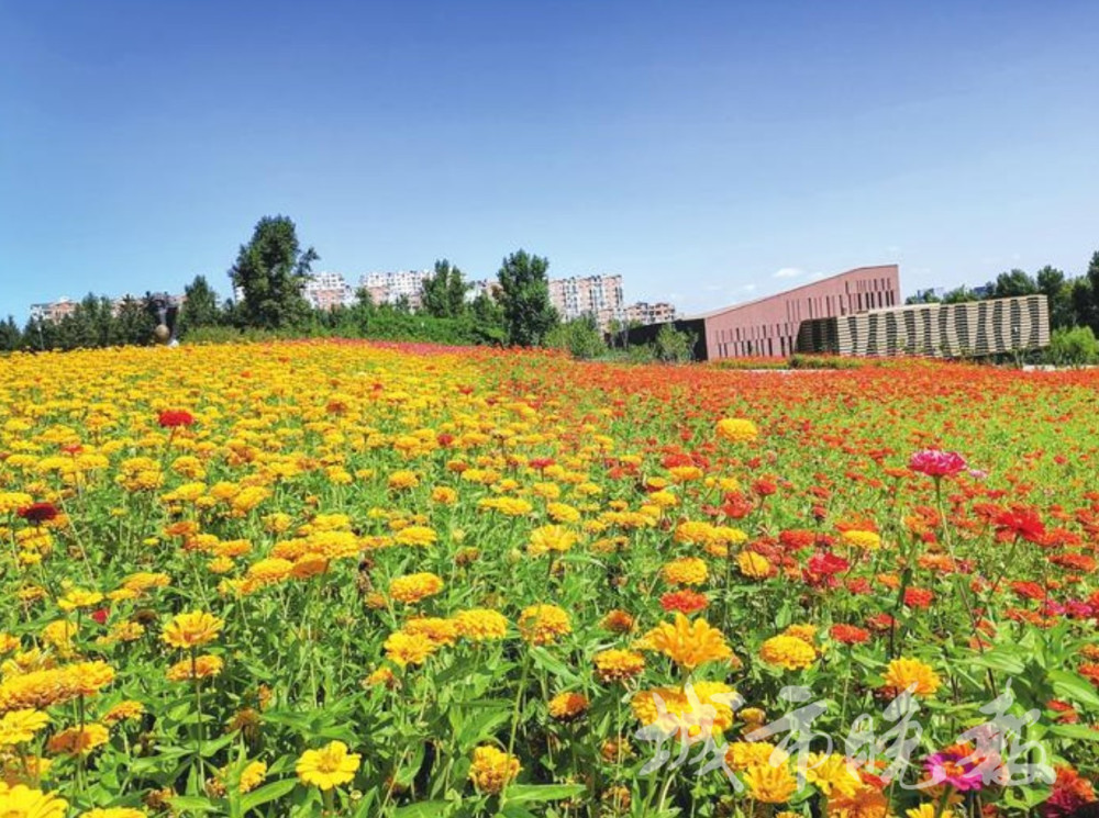 长春世界雕塑园"百日菊"花海烂漫