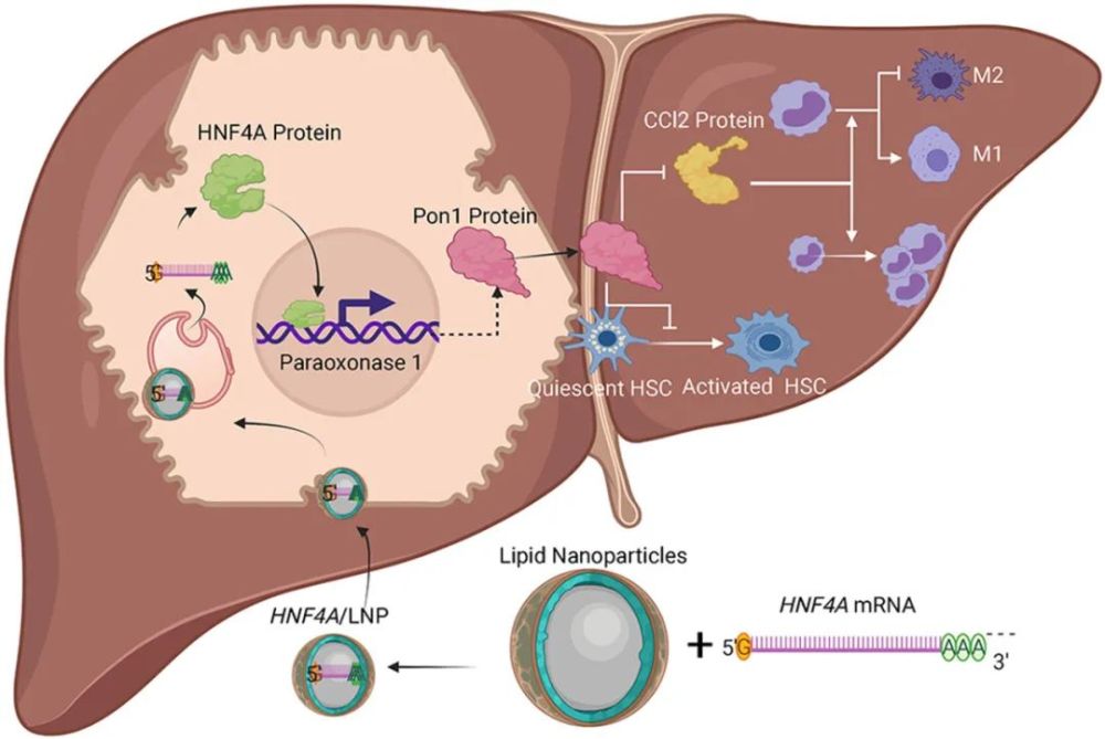 hnf4α是肝脏代谢的重要调节因子和关键因素,已被证明随着疾病进展