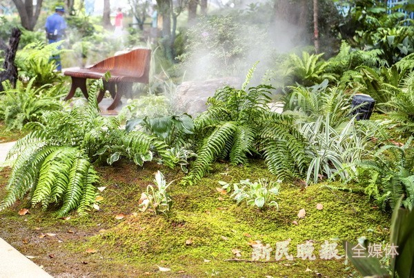 在虹口滨江探秘阴生植物,感受"植物王国奇遇记"