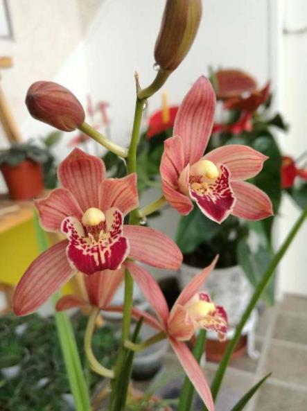 家里建兰不开花?3个动作催一催,不然秋天没花赏