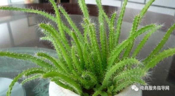 如何种植火龙果（如何种植火龙果盆栽）