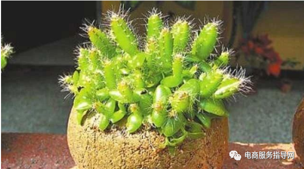 如何种植火龙果（如何种植火龙果盆栽）