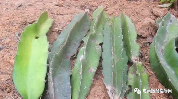 如何种植火龙果（如何种植火龙果盆栽）