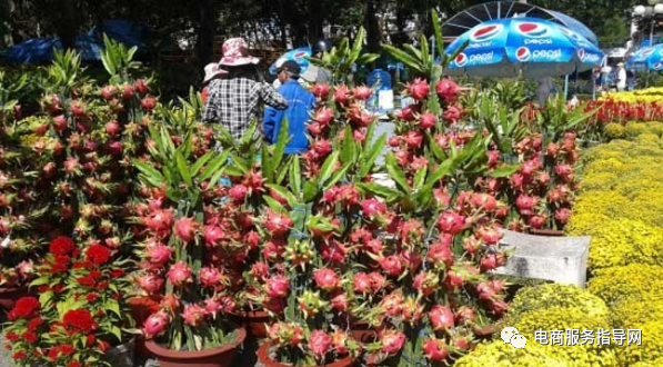 如何种植火龙果（如何种植火龙果盆栽）