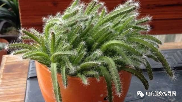 如何种植火龙果（如何种植火龙果盆栽）