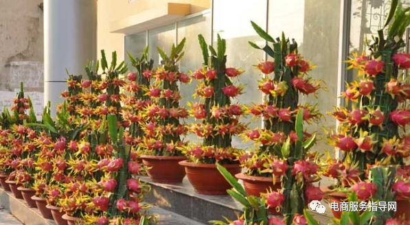 如何种植火龙果（如何种植火龙果盆栽）