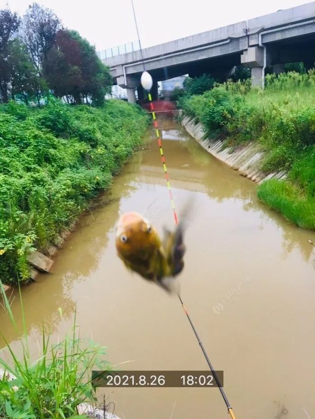 这滩浑水,老夫趟定了!