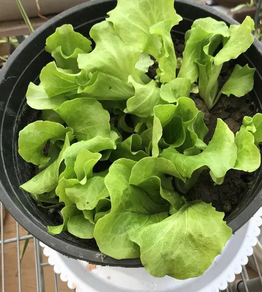 阳台如何种生菜?做好4点,长得更快更旺,又萌又好吃