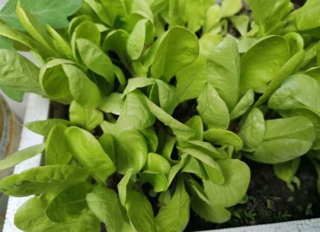 阳台如何种生菜?做好4点,长得更快更旺,又萌又好吃