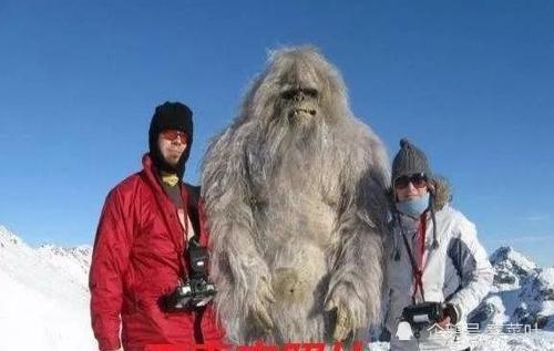 喜马拉雅山雪怪之谜:所谓的雪人来自于三种熊科动物