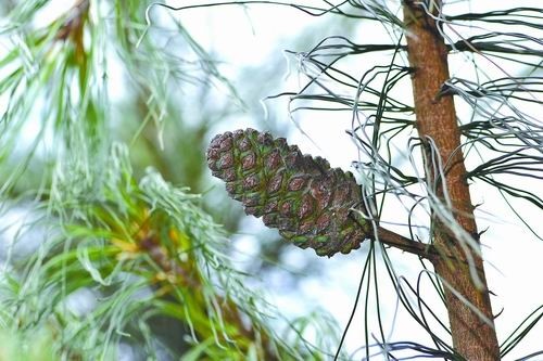 "极度濒危"巧家五针松在昆明植物园首次结实