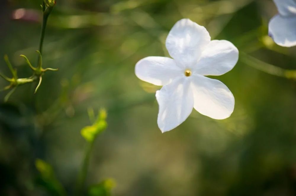 格拉斯茉莉