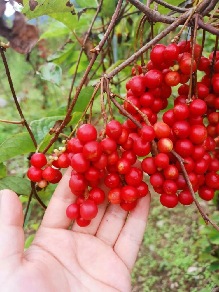 北五味子 来源:木兰科植物五味子schisandrae chinensis (turcz.