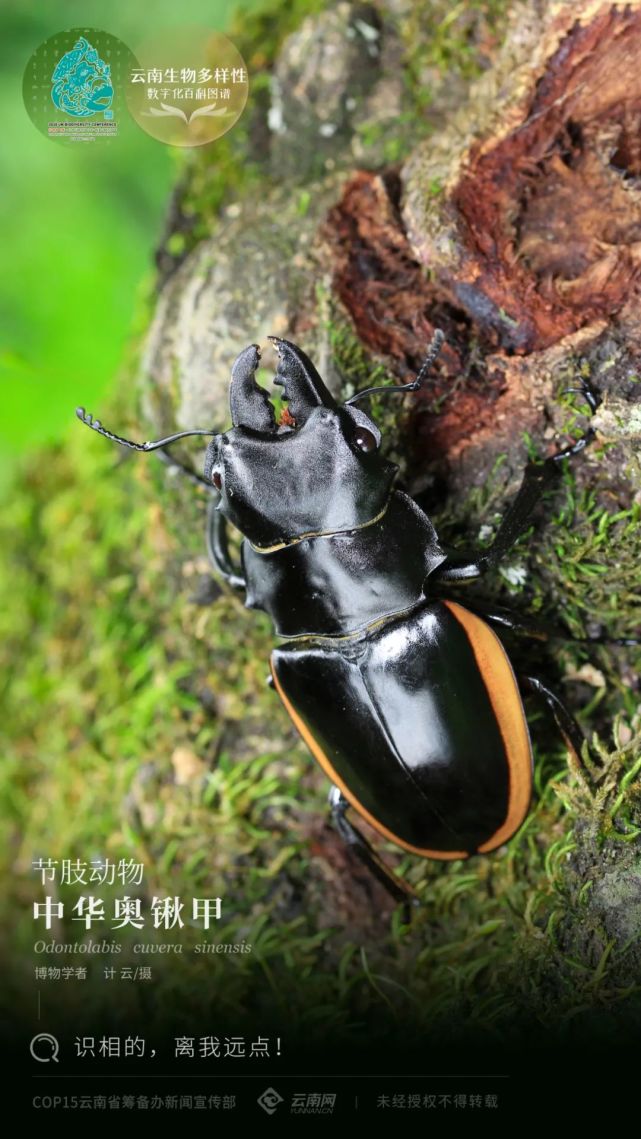 【云南生物多样性数字化百科图谱】中华奥锹甲:识相的,离我远点!