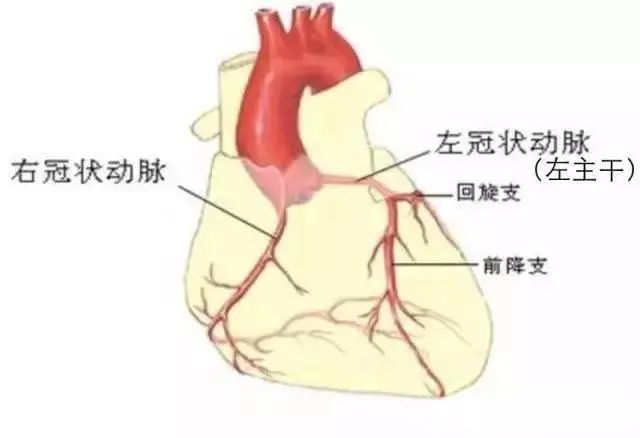发现其心脏供血的三根主要血管右冠状动脉,左前降支和左回旋支中的前