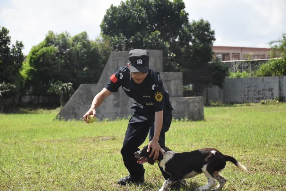 原来阳江警犬从萌到猛,是这样炼成的