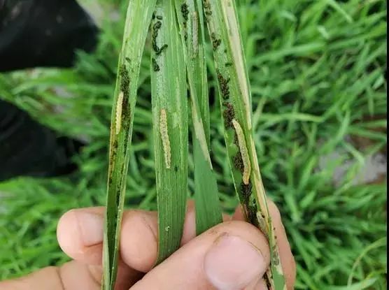 水稻稻纵卷叶螟抗性强,如何才能防得住?
