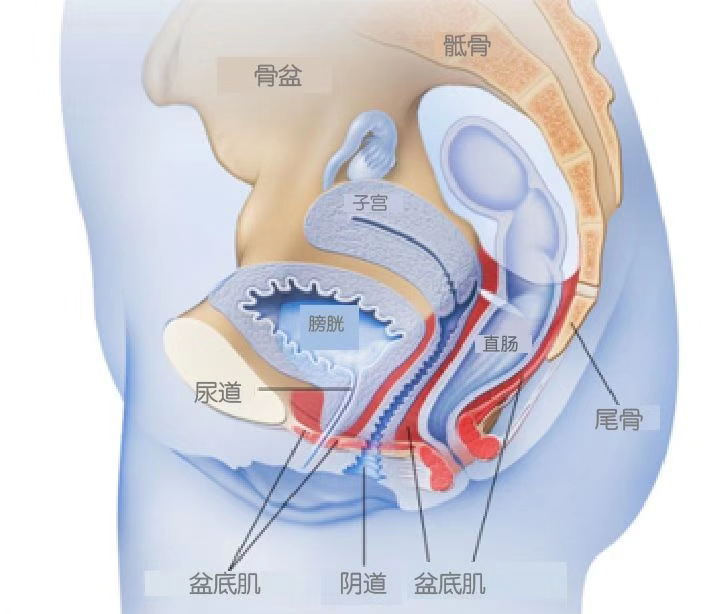 产后盆底肌力测试不及格后,我成了群里的"提醒提肛小助手"