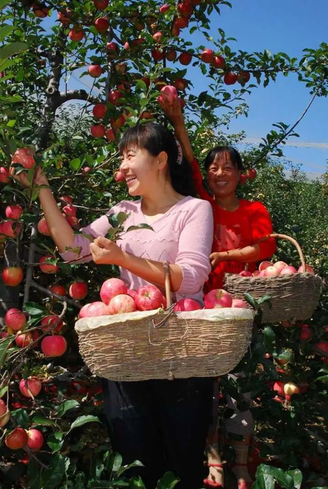 资料图:往年苹果成熟季,果农在果园里采摘苹果.延安市果业中心供图