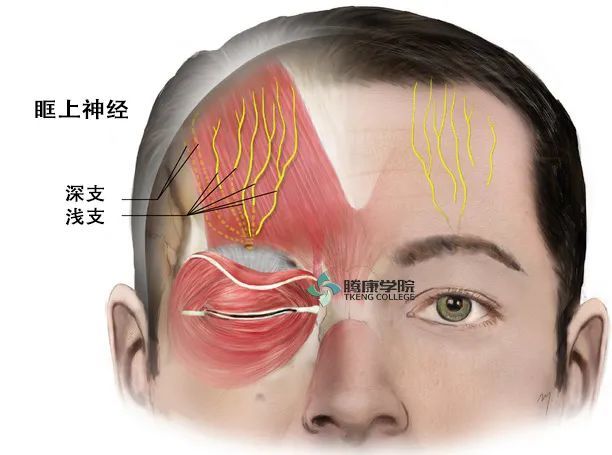 额神经分出较大的外侧支(眶上神经)和较小的内侧支(滑车上神经).