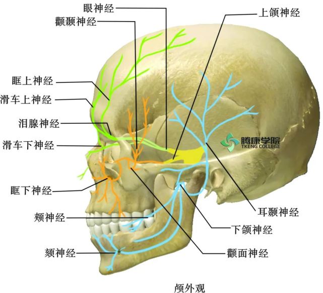 额神经分出较大的外侧支(眶上神经)和较小的内侧支(滑车上神经).