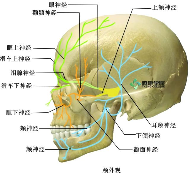 额神经经眶上裂进入眶内,然后沿着眶顶下方的骨膜前行.