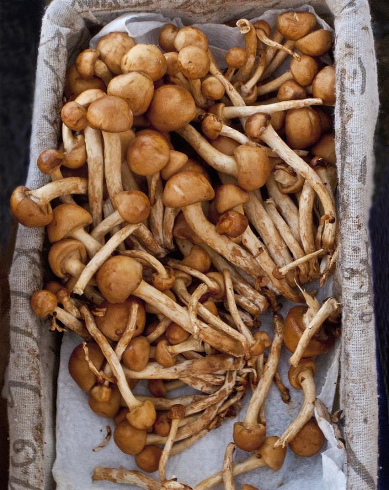 野生菌菇没吃够,这样储存吃一年!