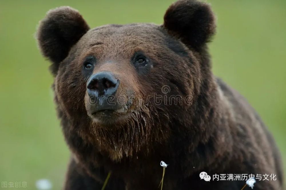 可怕!俄罗斯的欧亚棕熊为强留自己的血脉,竟然连杀母子四熊