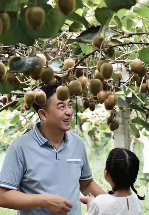 眉县徐香猕猴桃