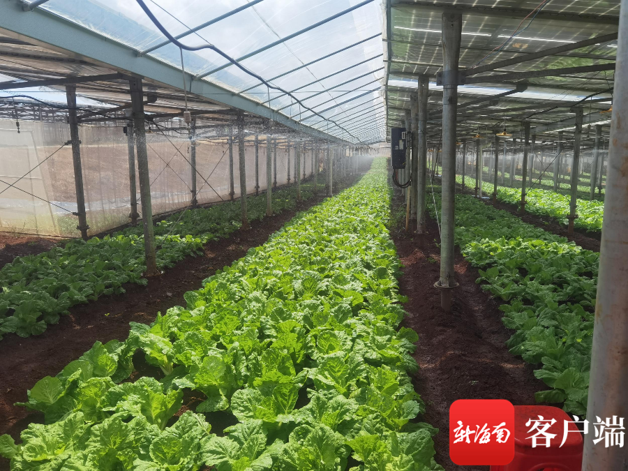 光伏板下种蔬菜"农光互补"模式或将补齐海南夏季蔬菜种植短板