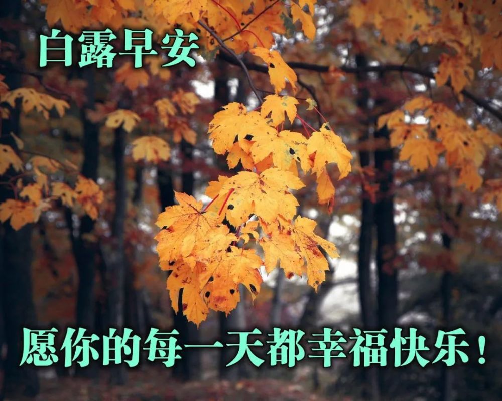 白露节气早安祝福问候语图片发朋友圈说说的白露暖心句子