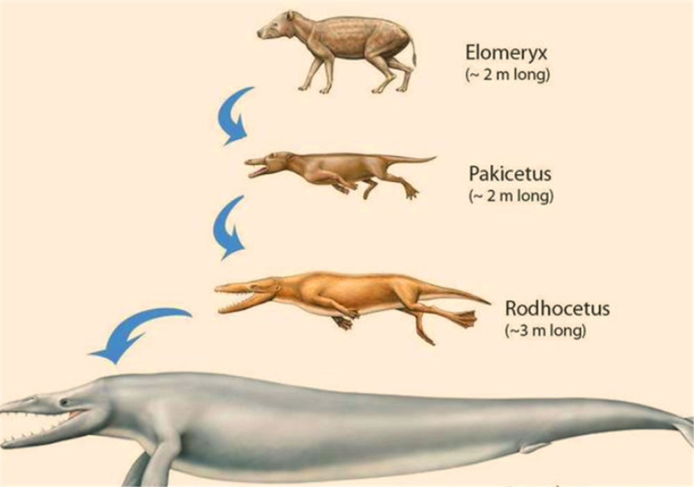 鲸鱼祖先进化图但在漫长的演化过程中,鲸鱼的祖先成功地返回了海洋