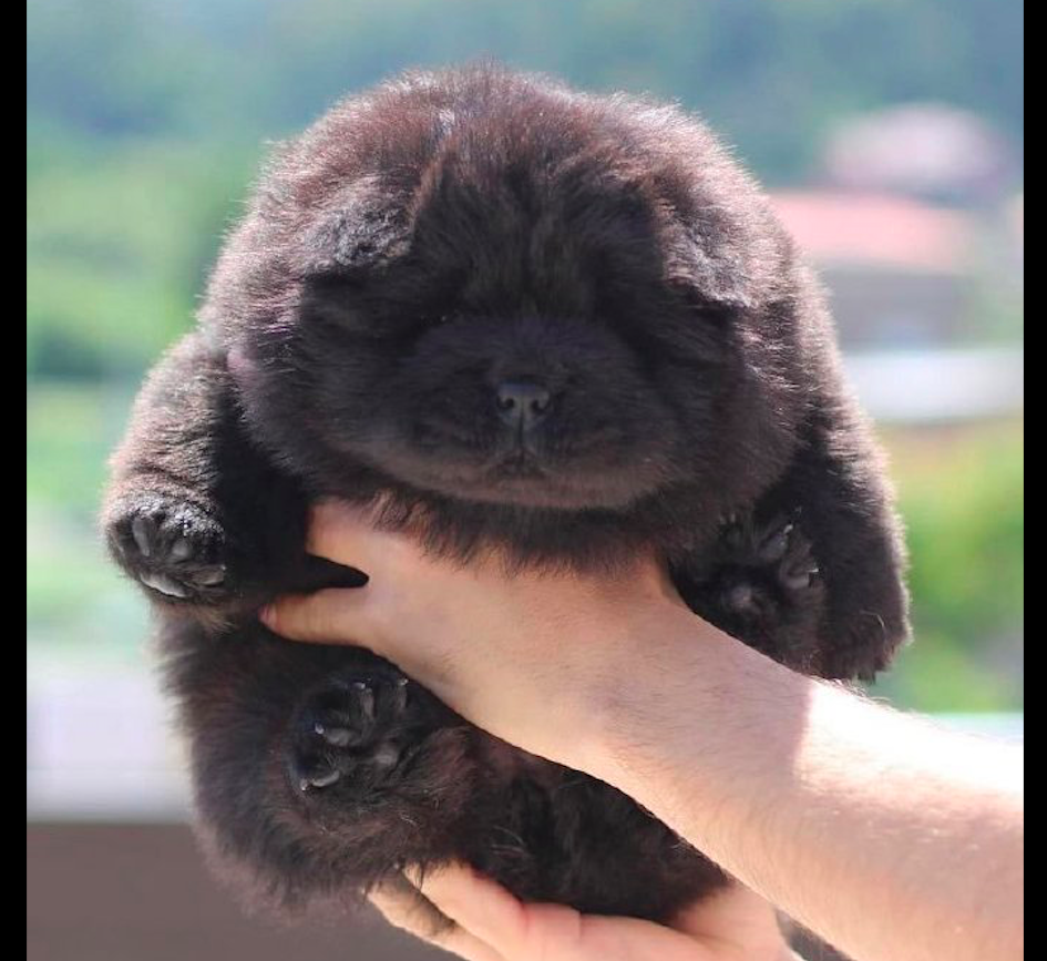 一只小松狮犬,看起来像个小黑熊,眼睛都看不清楚在哪