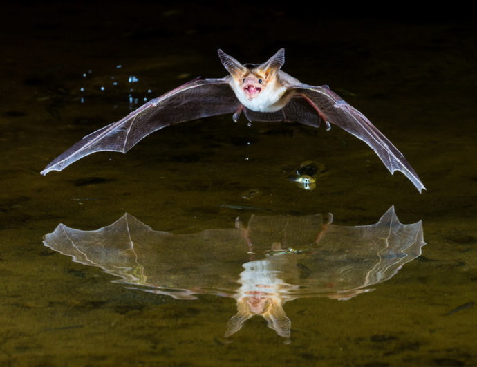 蝙蝠携带100多种致命病毒,如果被消灭了会造成怎样的毁灭性后果?