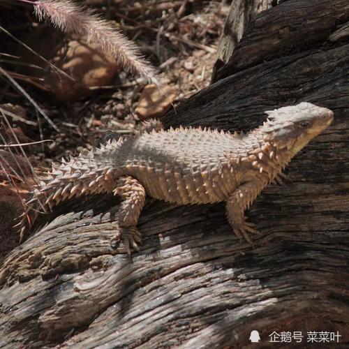 世界上最像龙的蜥蜴:形态非常符合人对于龙的想象