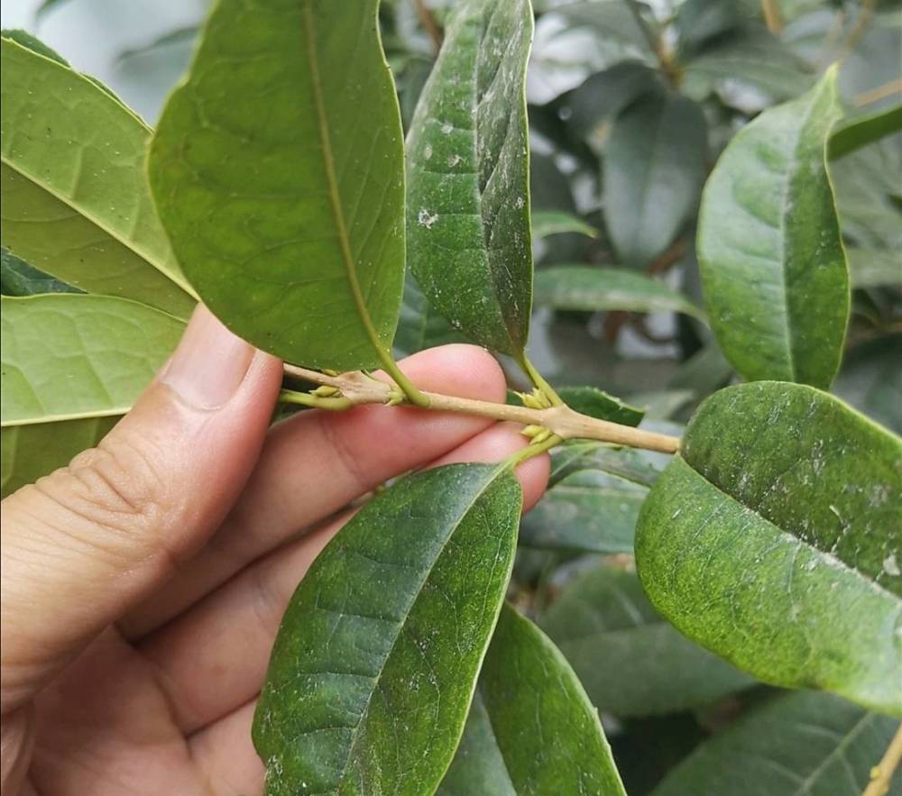 桂花什么时候开（桂花什么时候开花哪个季节）